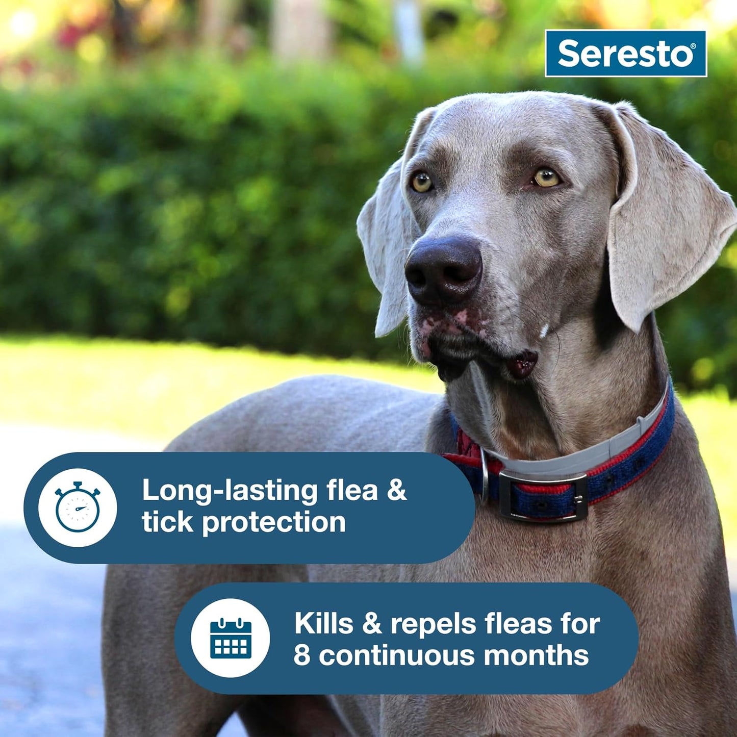 Ultimate Seresto Flea and Tick Collar for Large Dogs – 8 Months of Vet-Recommended Protection Against Pests