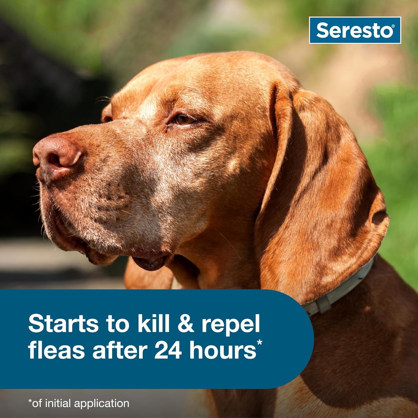 Ultimate Seresto Flea and Tick Collar for Large Dogs – 8 Months of Vet-Recommended Protection Against Pests