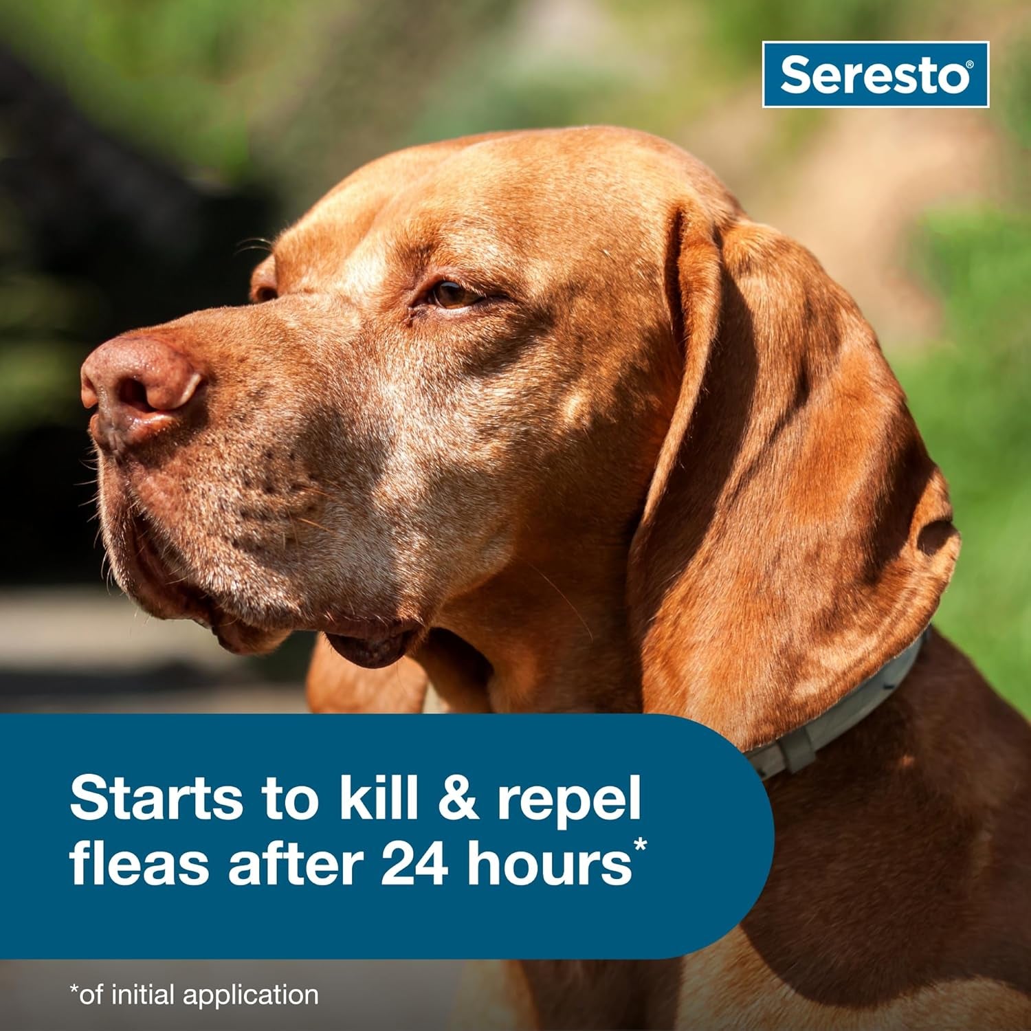 Ultimate Seresto Flea and Tick Collar for Large Dogs – 8 Months of Vet-Recommended Protection Against Pests